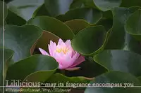 [Morishima Akiko] Ruriiro no Yume | Lapis Lazuli Dream Ch. 1, 5-7 [English] {Lililicious}