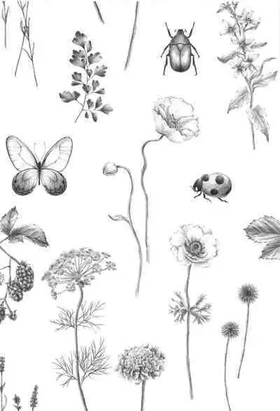 Doku o Kurawaba Sara made.