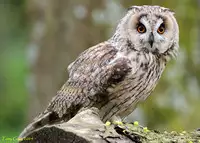 [Shiina] Noraneko Shoujo to no Kurashikata Ch. 4-16 [Chinese] [虎斑木菟漢化] [Digital]