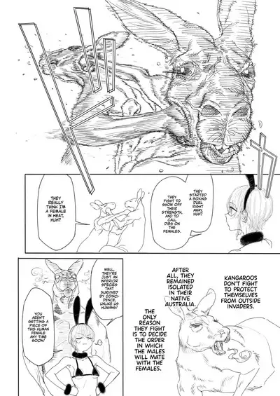 Kangaroo No Kimochi Ii | Kangaroo Fuck!