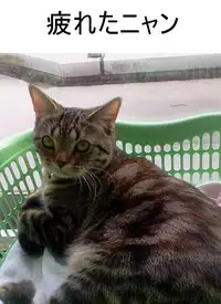 [kotatubuton] Frustrated Elder Sister and Dumb Witted Younger Brother