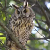 [Shiina] Noraneko Shoujo to no Kurashikata Ch. 4-14 [Chinese] [虎斑木菟漢化] [Digital]